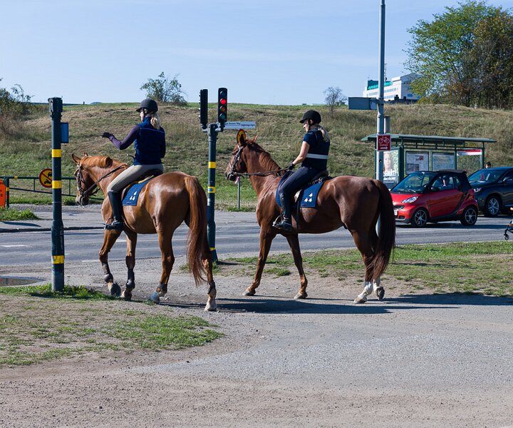 _DSC1980 Horses at Gärdet.