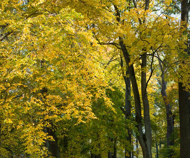 _DSC3156 Autumn colours in Stockholm.
