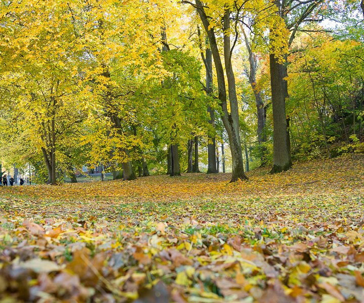 _DSC3159 Autumn colours in Stockholm.