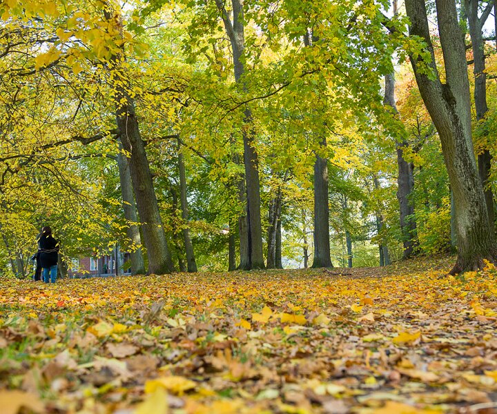 _DSC3166 Autumn colours in Stockholm.