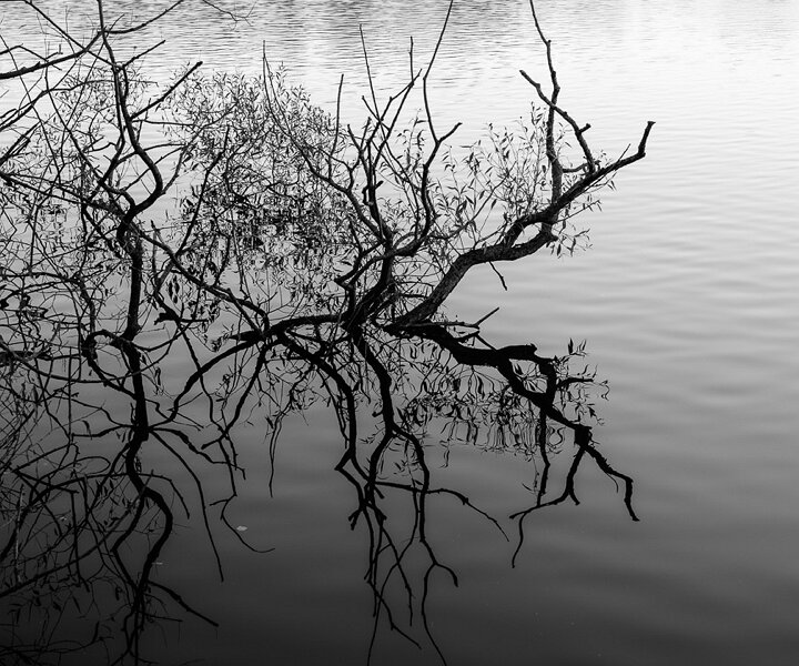 _DSC3714 Branches at lake Trekanten at Liljeholmen.