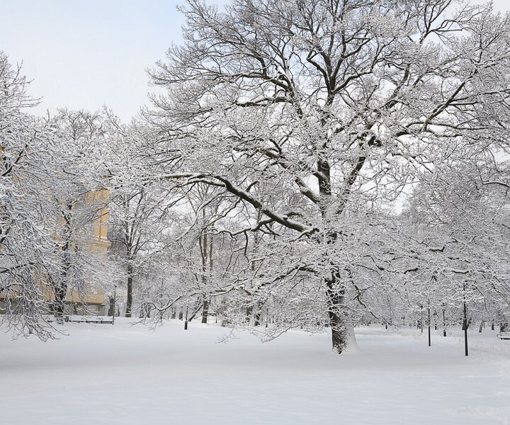 _DSC6123 Humlegården in February.