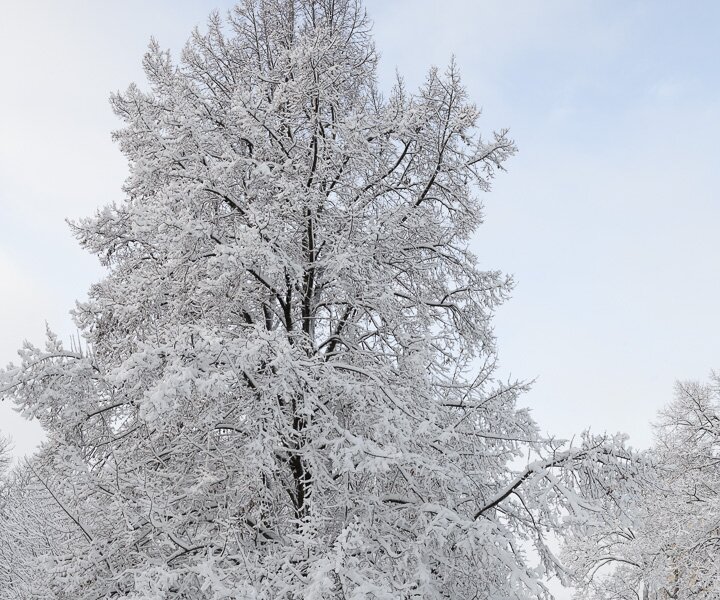 _DSC6124 Snow on the trees in Humlegården in February.