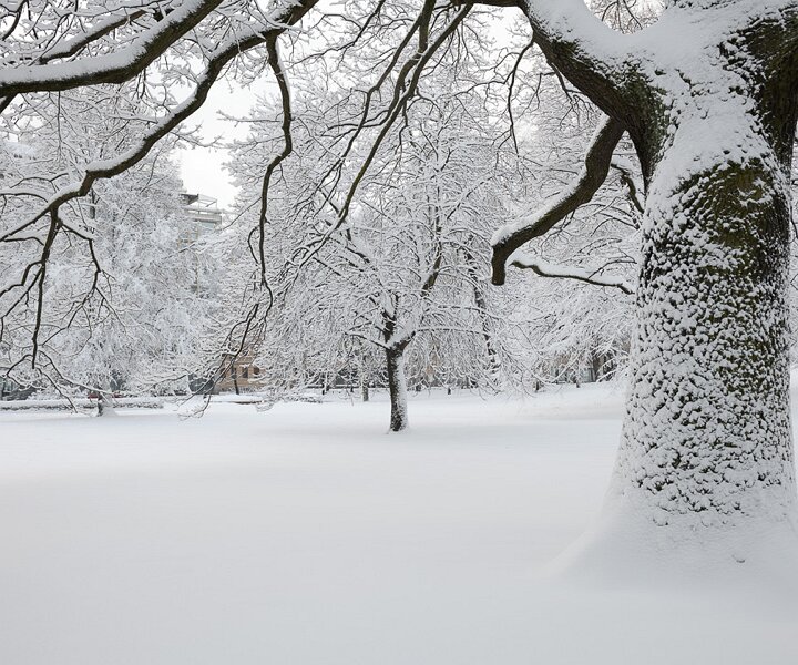 _DSC6131 Snow on the trees in Humlegården in February.