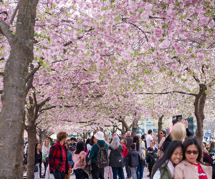 _DSC8059 Cherry blossom in Kungsträdgården.