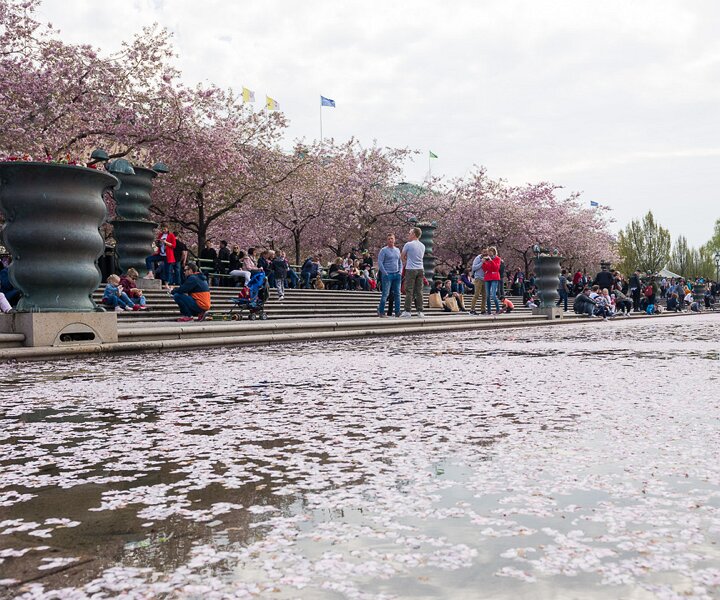 _DSC8063 Kungsträdgården with cherry blossom.