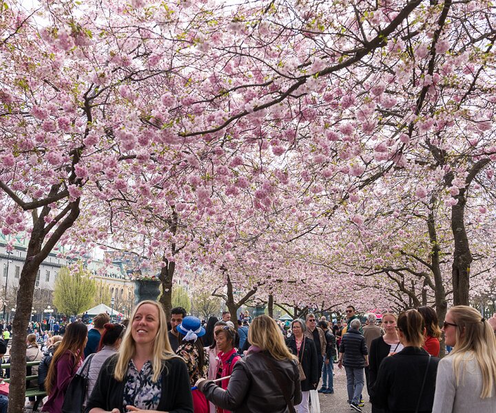 _DSC8070 Cherry blossom in Kungsträdgården.