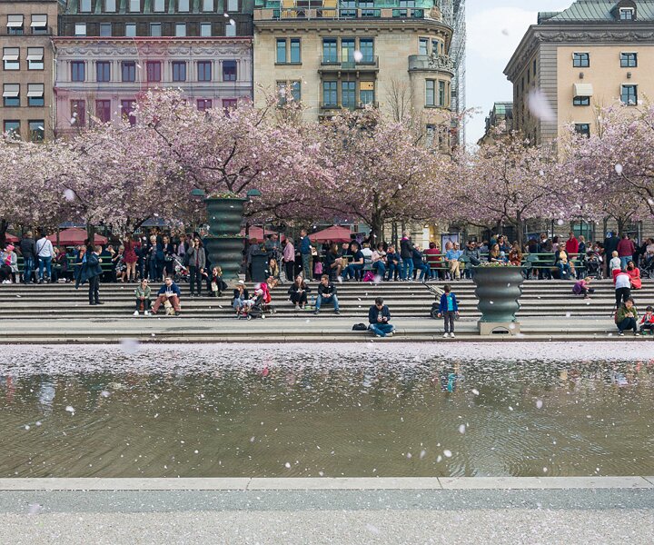 _DSC8100 Kungsträdgården with cherry blossom.