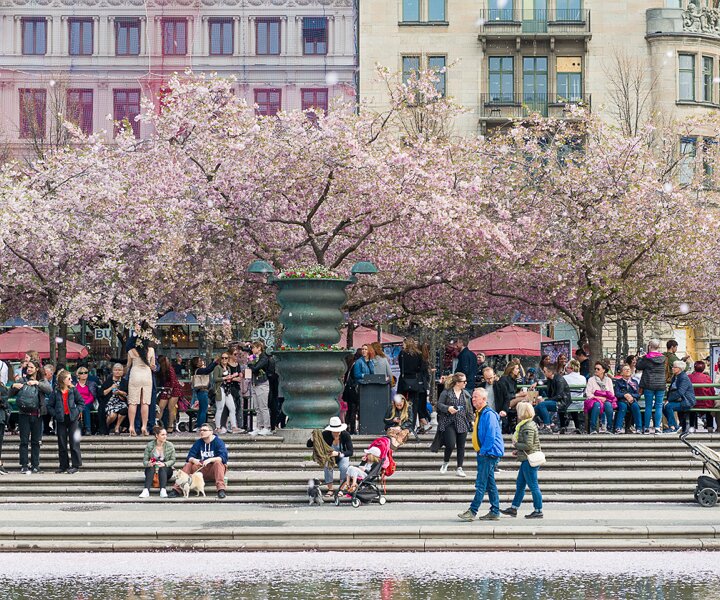 _DSC8103 Kungsträdgården with cherry blossom.