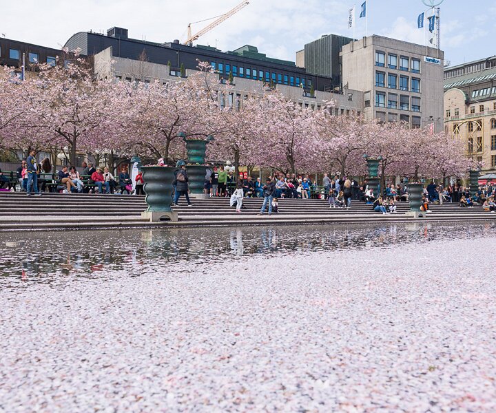 _DSC8108 Kungsträdgården with cherry blossom.
