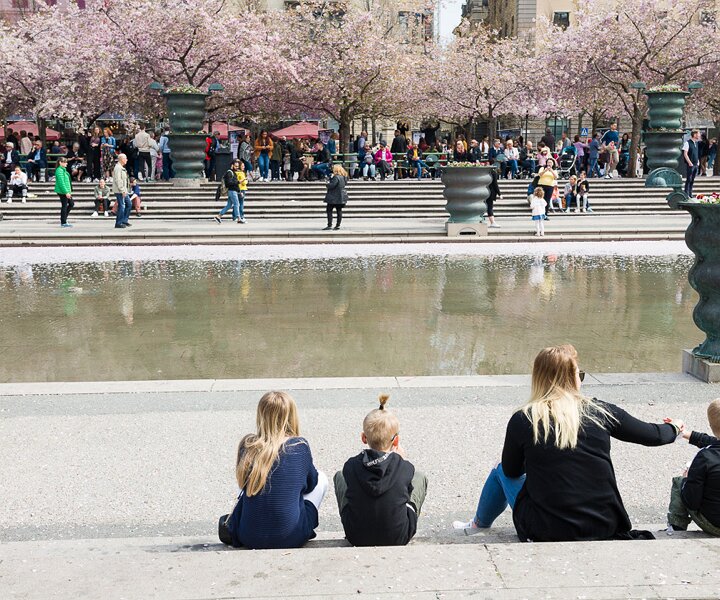 _DSC8117 Kungsträdgården with cherry blossom.