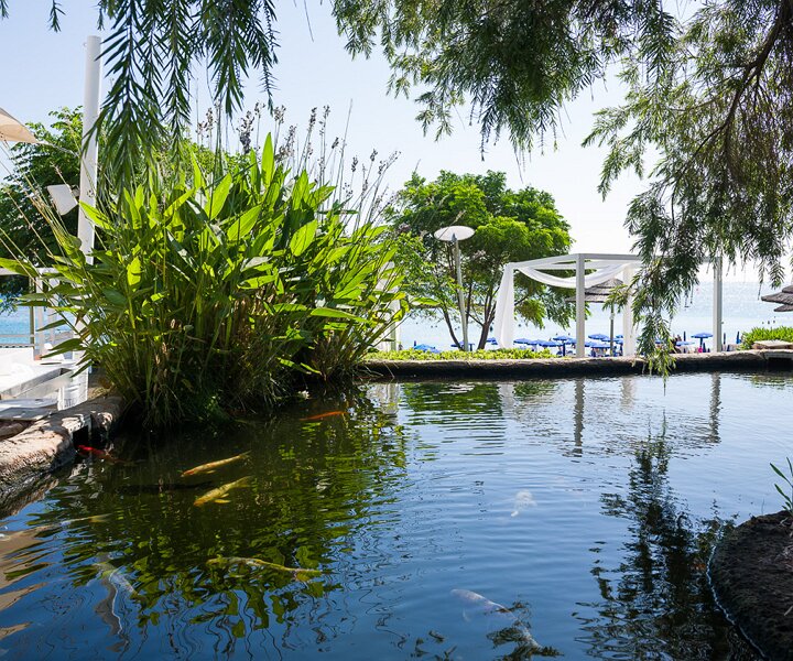 _DSC9329 View at breakfast, at the Koi pond.