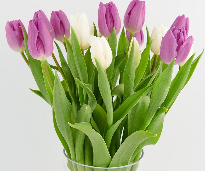 _DSC3340 Tulips.