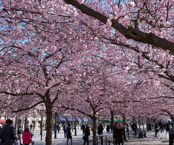 _DSC4601 Cherry blossom in Kungsträdgården.