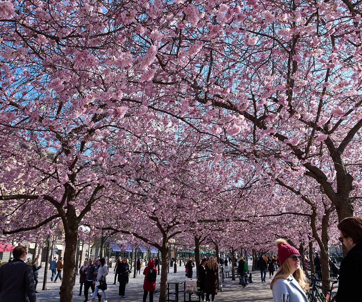 _DSC4605 Cherry blossom in Kungsträdgården.