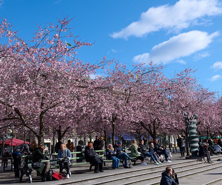 _DSC4608 People enjoying the first sun of spring at the cherry blossom in Kungsträdgården.