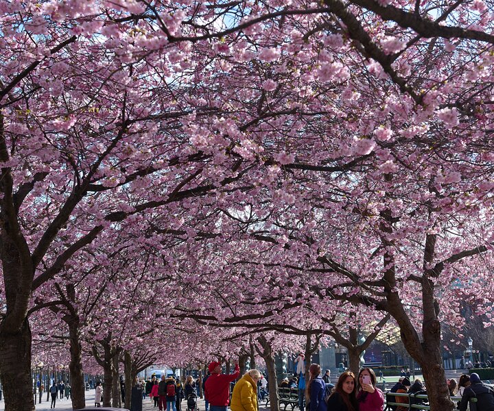 _DSC4615 Cherry blossom in Kungsträdgården.