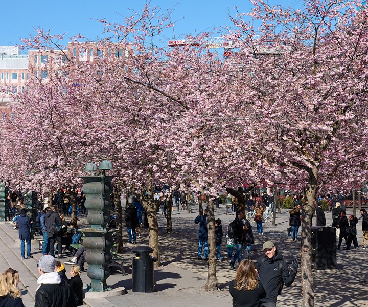 _DSC4703 People enjoying spring and the cherry blossom at Kungsträdgården.