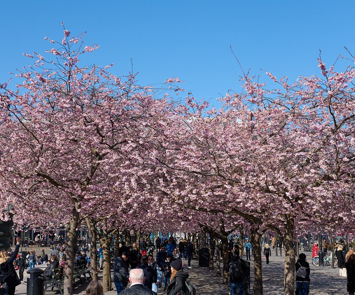 _DSC4705 Cherry blossom at Kungsträdgården.