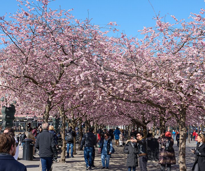_DSC4707 People enjoying spring and the cherry blossom at Kungsträdgården.