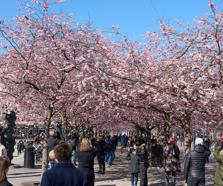 _DSC4709 People enjoying spring and the cherry blossom at Kungsträdgården.