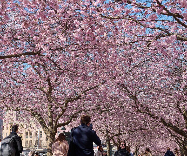 _DSC4716 Cherry blossom at Kungsträdgården.