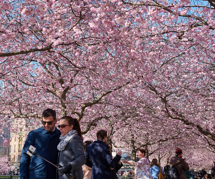 _DSC4720 People enjoying spring and the cherry blossom at Kungsträdgården.