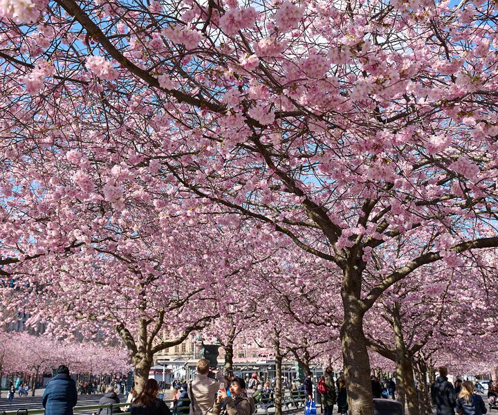 _DSC4723 Cherry blossom at Kungsträdgården.