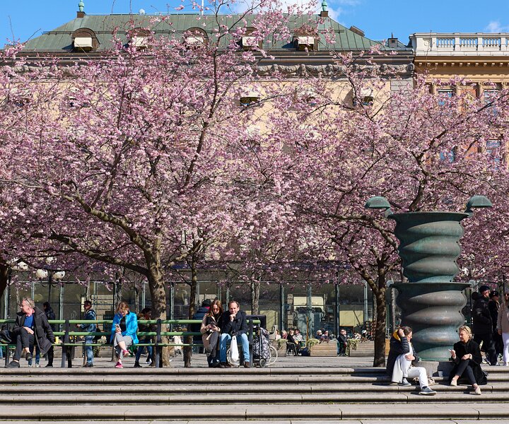 _DSC4728 People enjoying spring and the cherry blossom at Kungsträdgården.