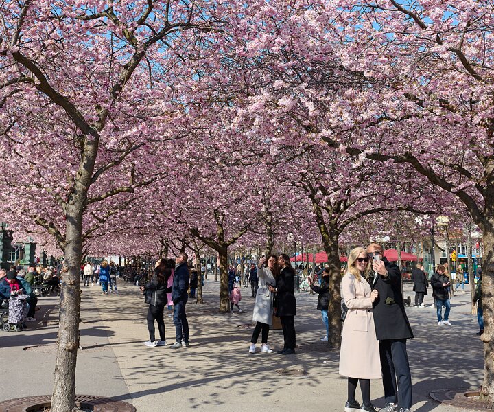 _DSC4772 People enjoying spring and the cherry blossom at Kungsträdgården.