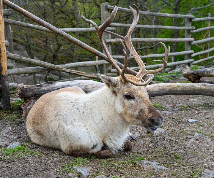 _DSC2542 At Skansen.