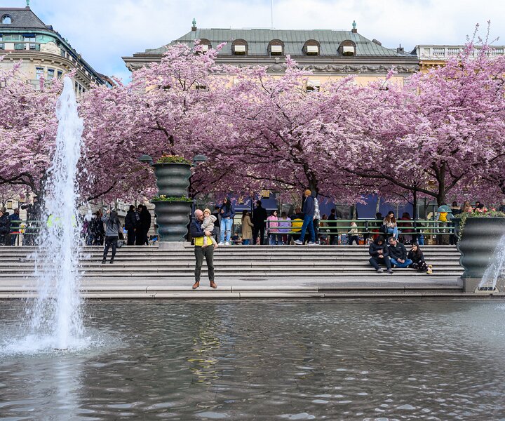 _DSC2654 Cherry blossom in Kungsträdgården.