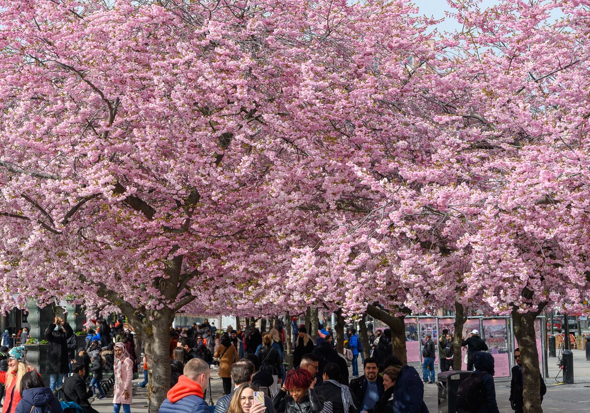 Stockholm in April Moments from Stockholm in April. Easter at the hotel. Mälarpaviljongen. Cherry blossom in Kungsträdgården.