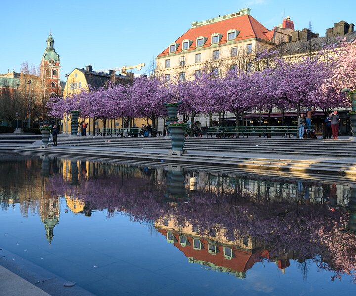 _DSC0376 View of the cherry blossom in Kungsträdgården.