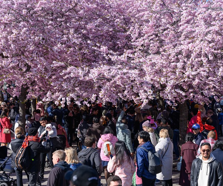 _DSC0429 People enjoying the cherry blossom in Kungsträdgården.