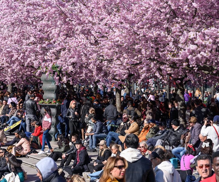 _DSC0433 People enjoying the cherry blossom in Kungsträdgården.