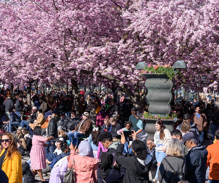 _DSC0436 People enjoying the cherry blossom in Kungsträdgården.