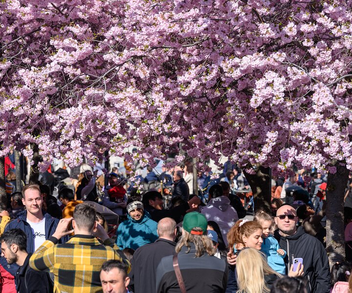 _DSC0440 People enjoying the cherry blossom in Kungsträdgården.