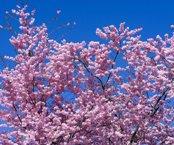 _DSC0443 Cherry blossom in Kungsträdgården.
