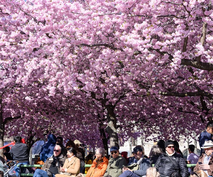 _DSC0447 Cherry blossom in Kungsträdgården.