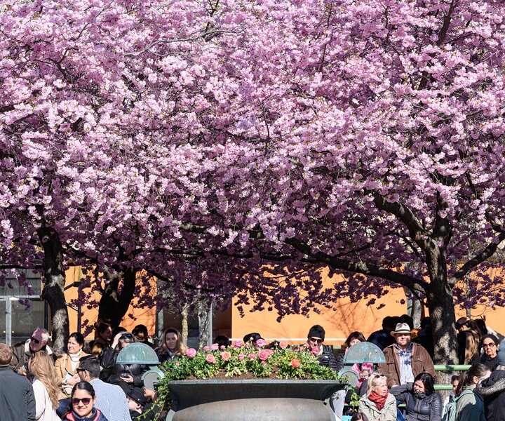 _DSC0456 Cherry blossom in Kungsträdgården.