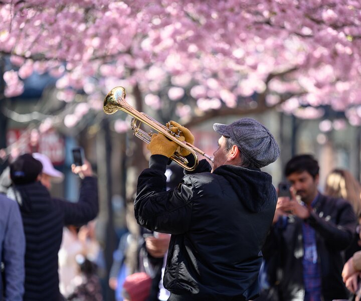 _DSC0466 At the cherry blossom in Kungsträdgården.
