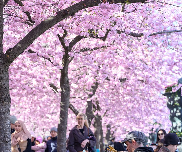 _DSC0480 At the cherry blossom in Kungsträdgården.
