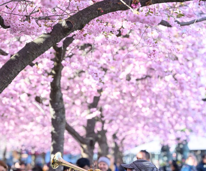 _DSC0490 At the cherry blossom in Kungsträdgården.