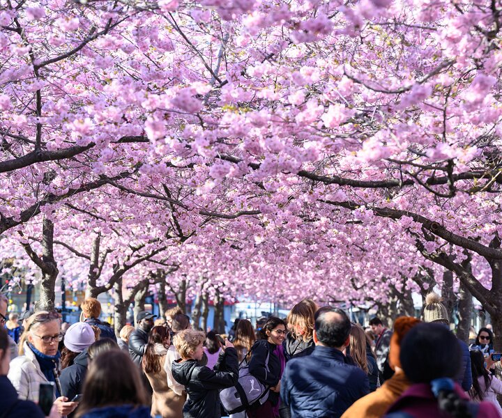_DSC0497 People enjoying the cherry blossom in Kungsträdgården.