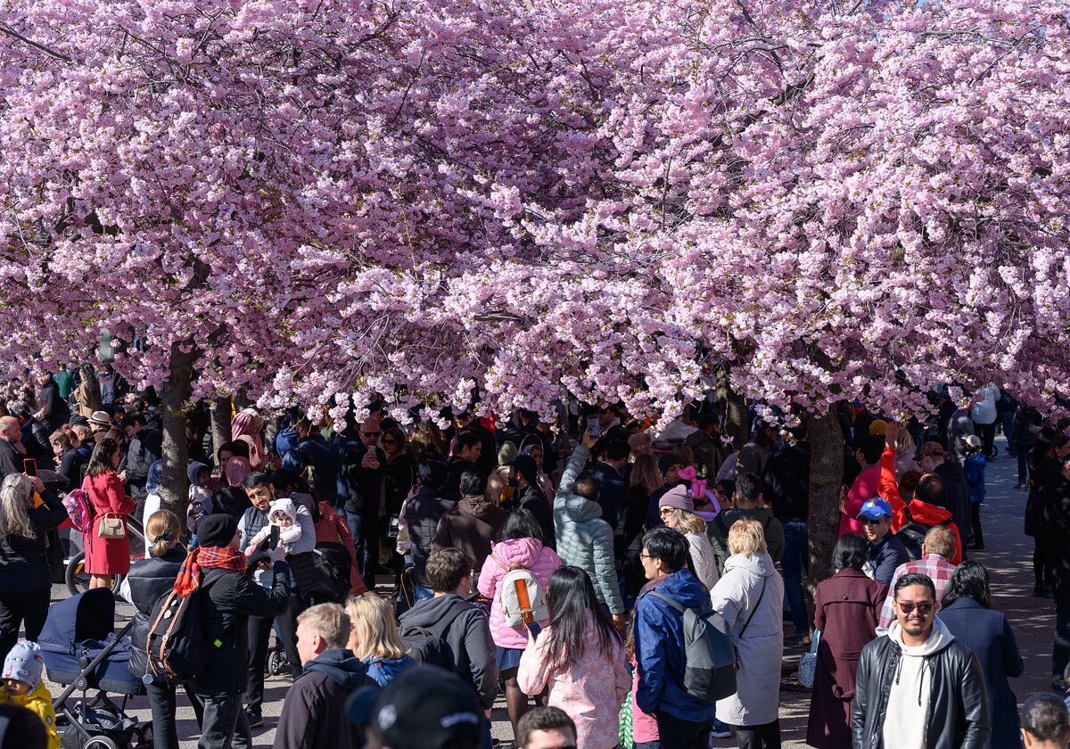 Stockholm in April Moments from Stockholm in April. Cherry blossom in Kungsträdgården.